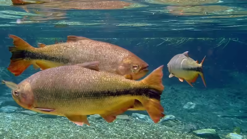 Großsalmler aus Südamerika - faszinierende Juwelen der tropischen Gewässer