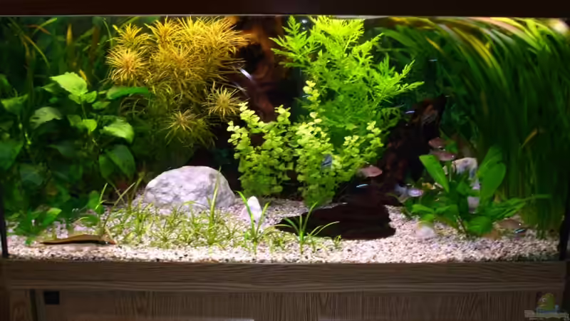 Grsellschaftsbecken von ><(((°> Jennyna <°)))>< (2)