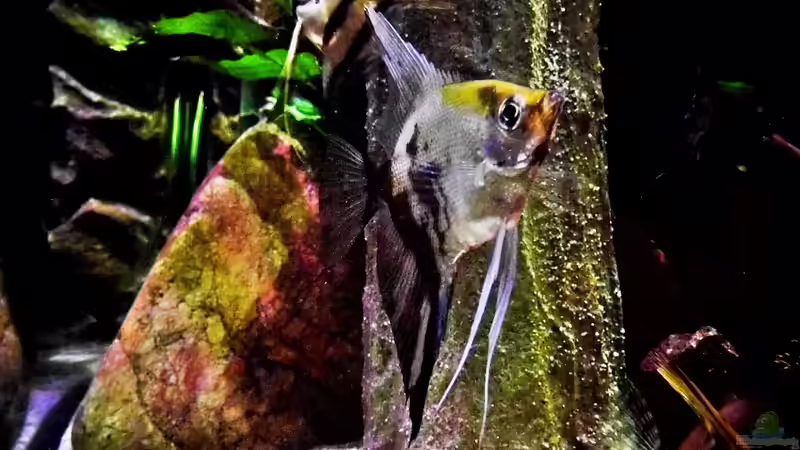 Grün - Rücken von snooze (111)