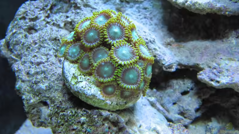 Grün-Gelbe Krusten von Haens84 (39)