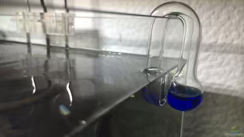 Grün kann ja jeder ;)  von Ayahuasca (152)