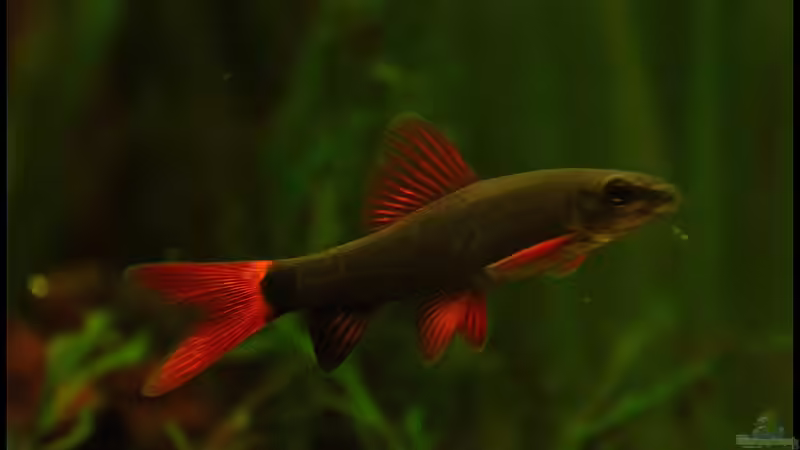 Grün und rot das mag Ich sehr,der Grüne Fransenlipper / Epalzeorhynchos frenatum !