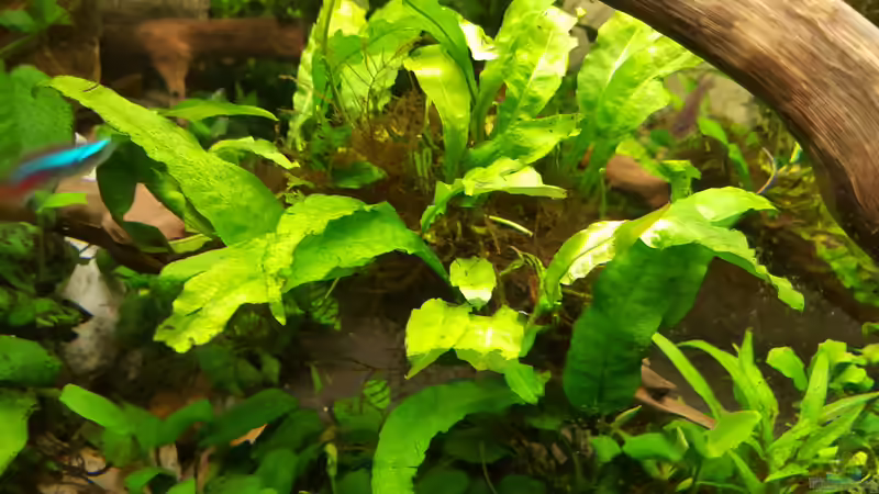 Grün von Sascha Frankfurt (13)