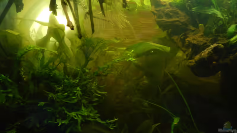 Grünalgen von miv (4)