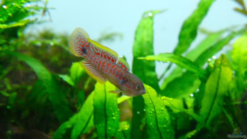 Gründel von disco-d (38)