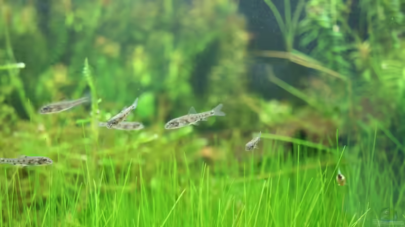 Gründlinge von Susanne Axt (27)