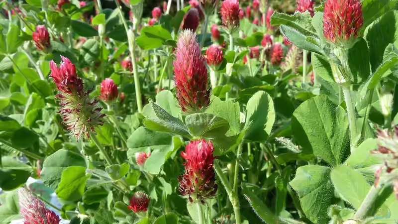 Gründüngung im Frühling: Die Vorteile für deinen Garten