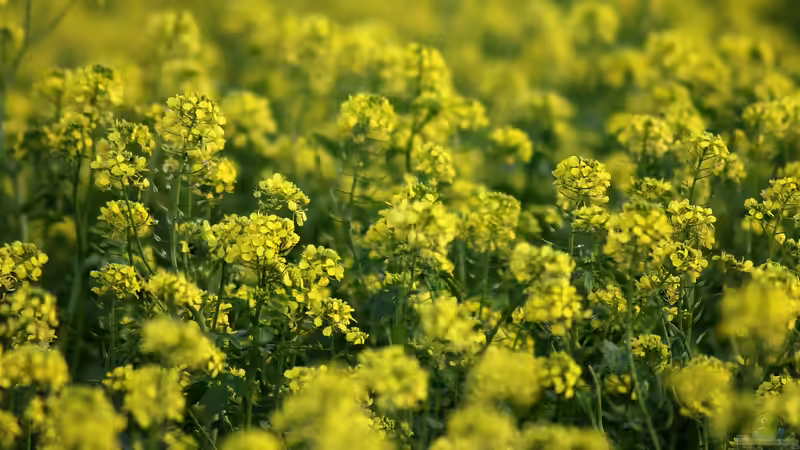 Gründüngung im Garten: So verbesserst du Boden, Ertrag und Biodiversität