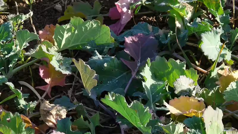 Gründüngung im Garten: So verbesserst du Boden, Ertrag und Biodiversität