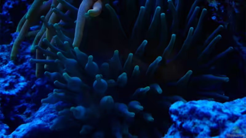 grüne Anemone von .uschi (8)