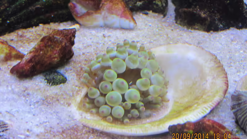 grüne Anemone von lippfisch (44)