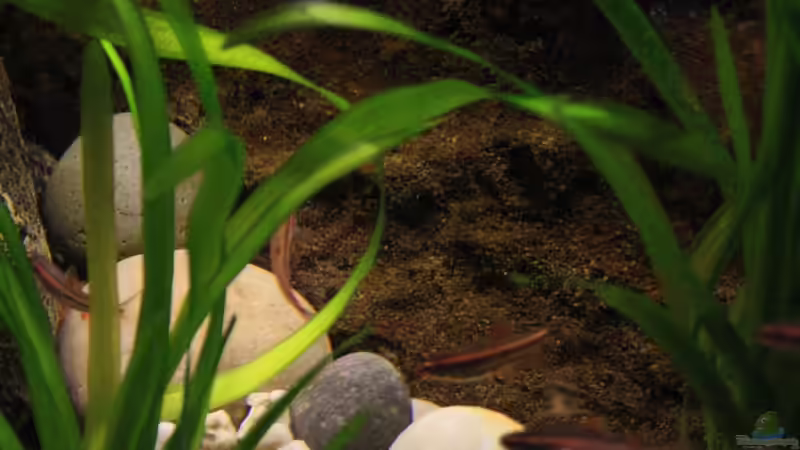 Grüne Bachlandschaften von Florian Bandhauer (28)