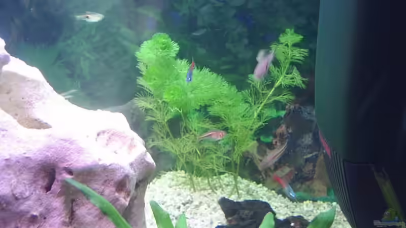 Grüne Cabomba von Sauerlandmicha (4)