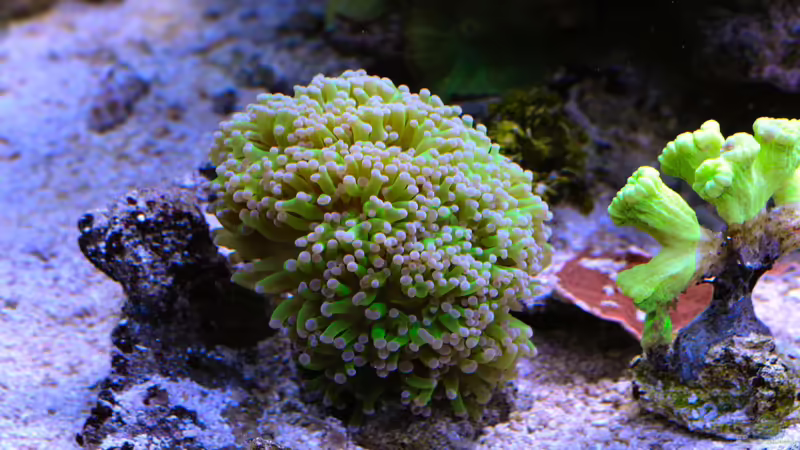 Grüne Caulastrea und Euphilia von Brookshaw (36)