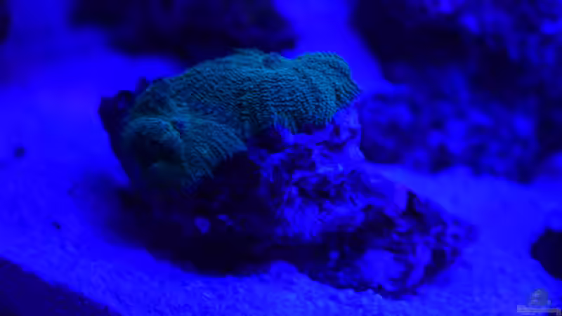 Grüne Discosoma unter Blaulicht von Junglist (26)