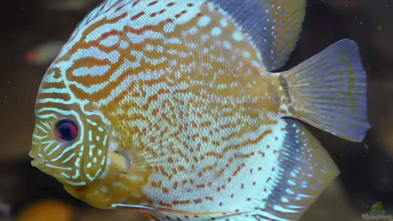 Grüne Diskus Wildfänge und F1 im Wurzeldickicht von ravaka (30)