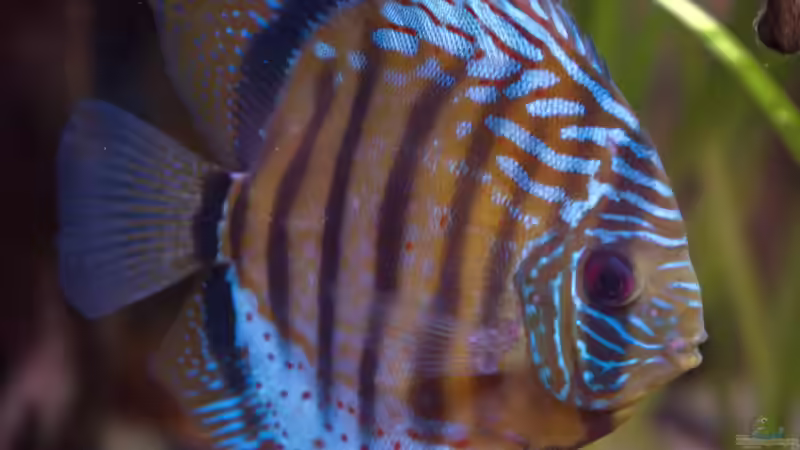 Grüne Diskus Wildfänge und F1 im Wurzeldickicht von ravaka (31)