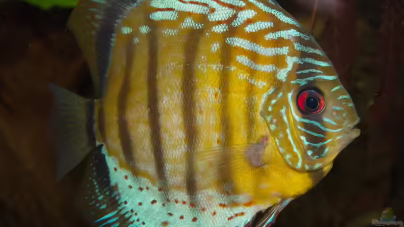 Grüne Diskus Wildfänge und F1 im Wurzeldickicht von ravaka (33)