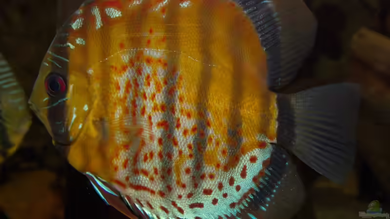 Grüne Diskus Wildfänge und F1 im Wurzeldickicht von ravaka (34)