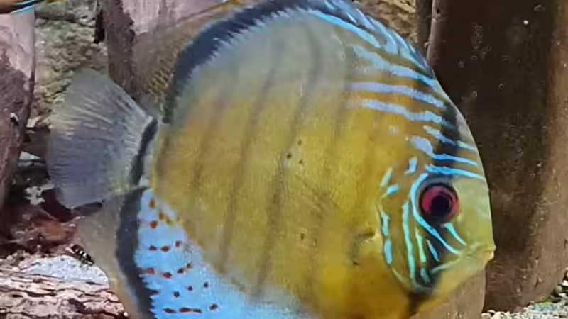 Grüne Diskus Wildfänge und F1 im Wurzeldickicht von ravaka (36)