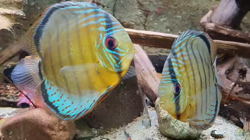 Grüne Diskus Wildfänge und F1 im Wurzeldickicht von ravaka (37)