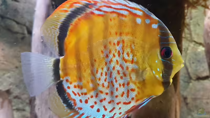 Grüne Diskus Wildfänge und F1 im Wurzeldickicht von ravaka (38)