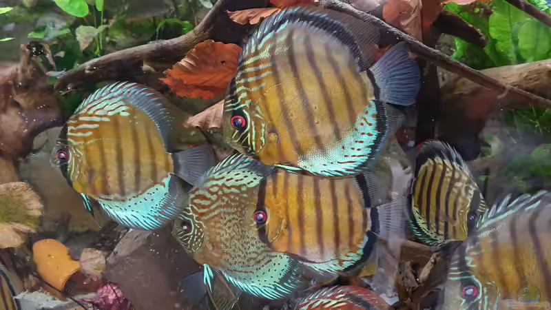 Grüne Diskus Wildfänge und F1 im Wurzeldickicht von ravaka (40)