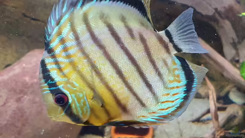 Grüne Diskus Wildfänge und F1 im Wurzeldickicht von ravaka (44)