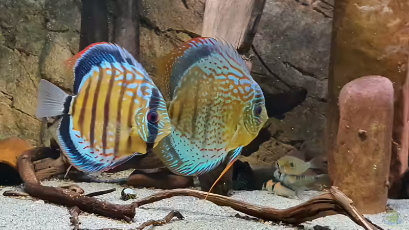 Grüne Diskus Wildfänge und F1 im Wurzeldickicht von ravaka (45)