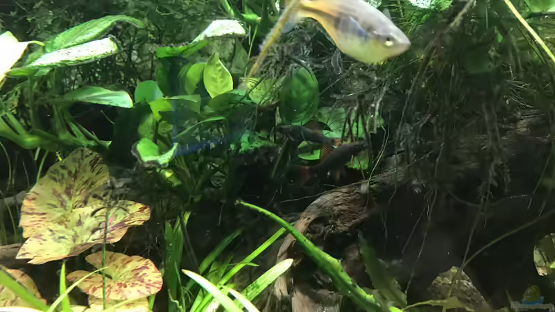 grüne Franzenlipper von H.T. (37)