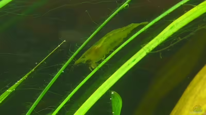 Grüne Garnele von Torsten Franke (27)