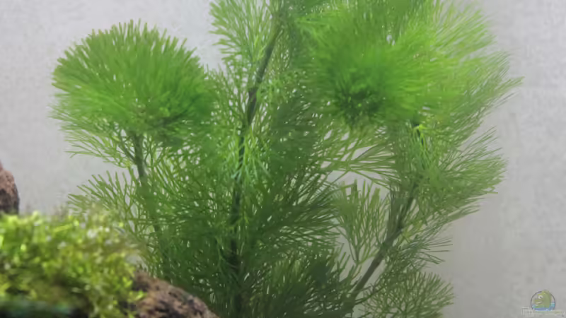 Grüne Haarnixe 02.02.2015 von SouthAmerica (29)