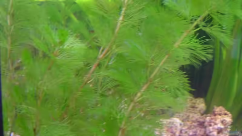 Grüne Haarnixe (Cabomba caroliniana) von Thomas Kuban (12)