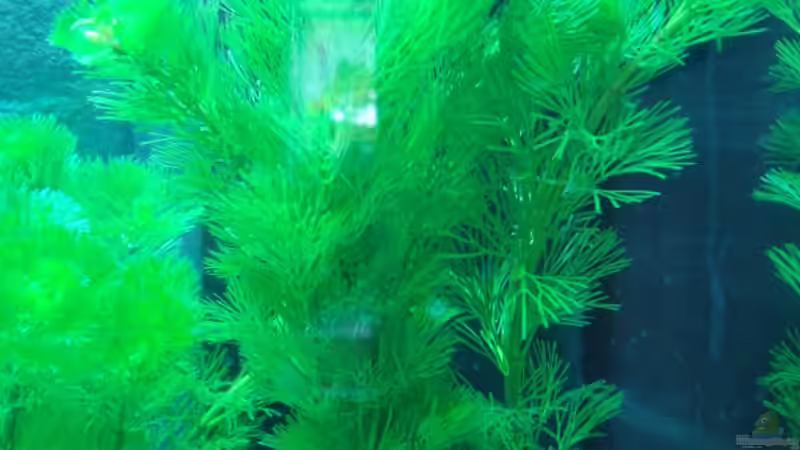 Grüne Haarnixe Carolina (Cabomba caroliniana)  von Daniel Eder (7)