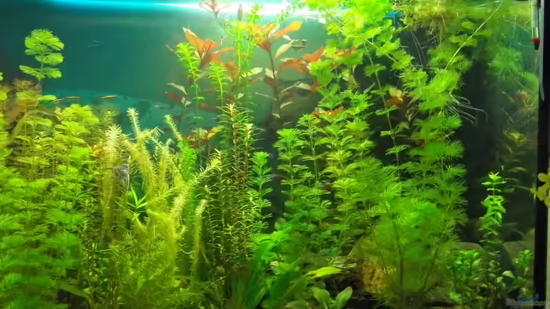 Grüne Haarnixe Carolina von Benjamin23 (3)