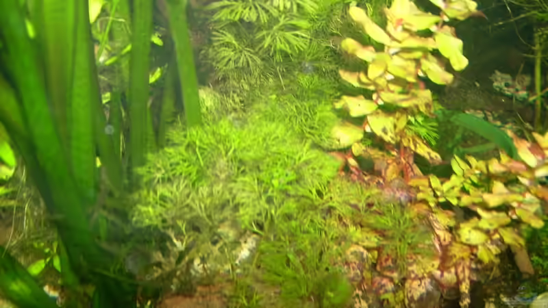 Cabomba caroliniana im Aquarium (Einrichtungsbeispiele mit Grüne Haarnixe)