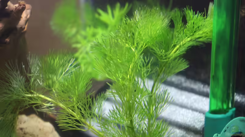 Grüne Haarnixe von SouthAmerica (13)