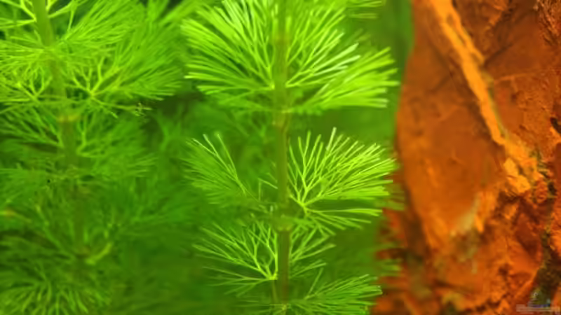 grüne Haarnixe von Thorsten (4)