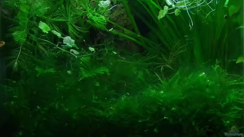 Grüne Hölle.... von Denise83 (5)