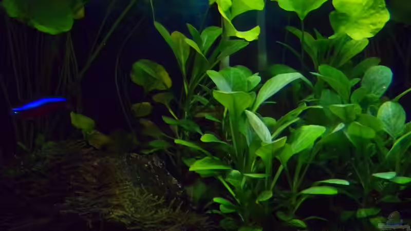 grüne Lobelia 30.01.17 von Der Nicky (33)