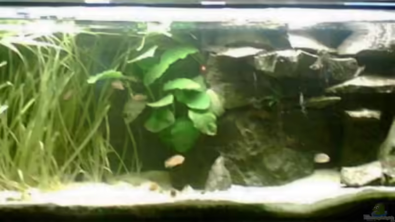 grüne Phase von Alex Stark (3)