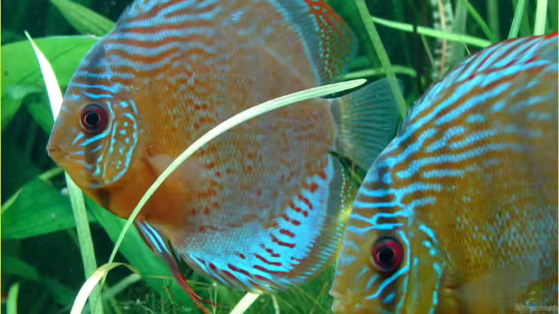 Gruene Rio Tefe von Thomas Graf (30)