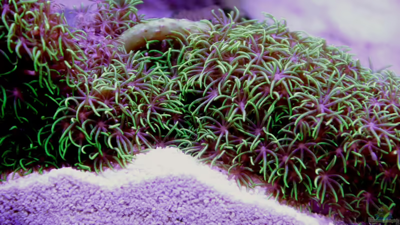 Grüne Röhrenkoralle = Briareum hamrum von Sven Jastrow (25)