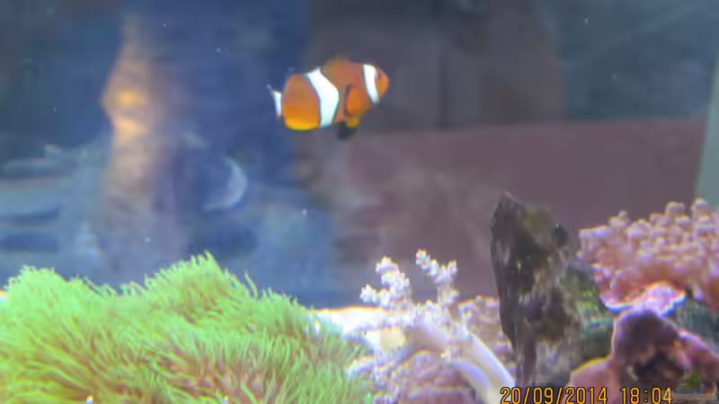 grüne Röhrenkoralle mit falschem Anemonenfisch von lippfisch (43)