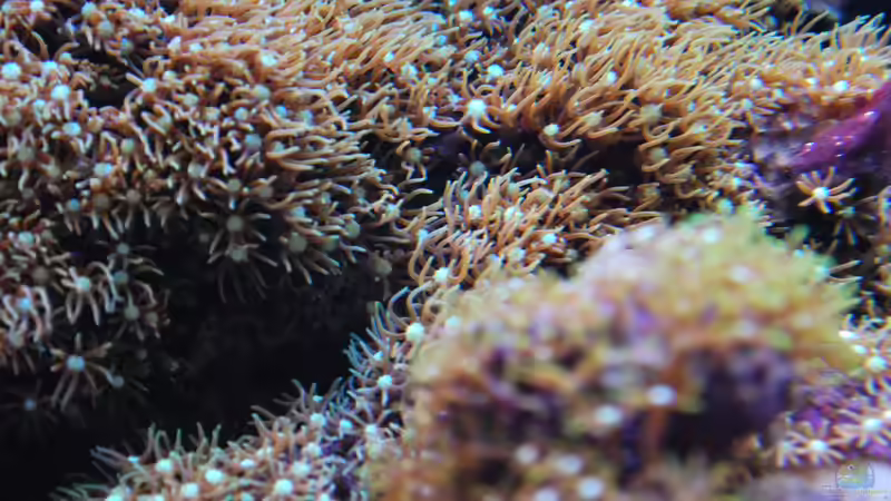 Grüne Röhrenkorallen - Briareum hamrum von Amazonasbecken.eu (24)