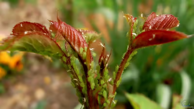 Grüne Rosenblattlaus Macrosiphum rosae: Erkennen, verstehen und schonend bekämpfen