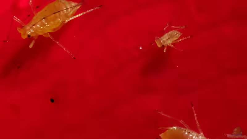 Grüne Rosenblattlaus Macrosiphum rosae: Erkennen, verstehen und schonend bekämpfen