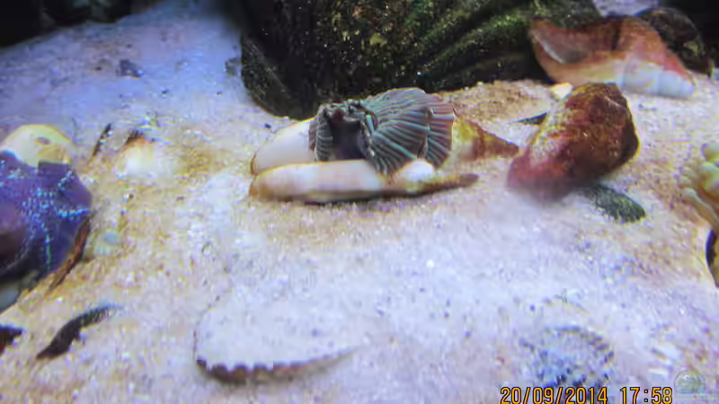 grüne Scheibenanemone von lippfisch (11)