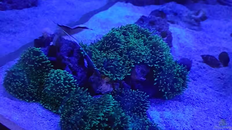 Grüne Scheibenanemonen ´Rhodactis´ von Kai Heermann (18)