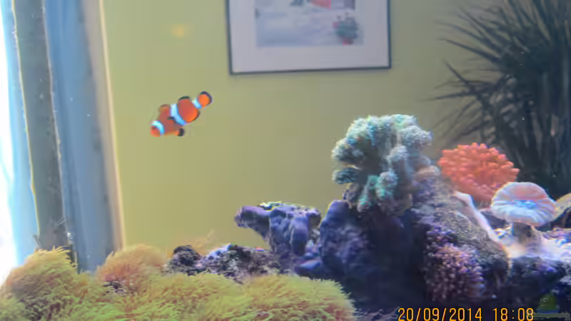 Grüne Steinanemone,im Hintergund Falscher Anemonenfisch von lippfisch (52)